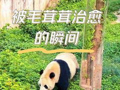 -中国大熊猫保护研究中心雅安碧峰峡基地