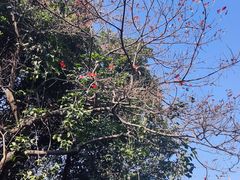 -火炉山森林公园