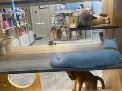-猫力发电所·宠物专门店