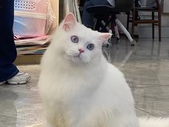 -钦宠·猫咪售卖·洗护·寄养(东圃旗舰店)