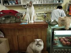 -猫色咖啡·猫咖