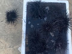 -东郊椰林