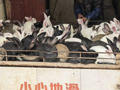 -飞虹鱼馆(春华路店)