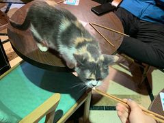 -猫色咖啡·猫咖