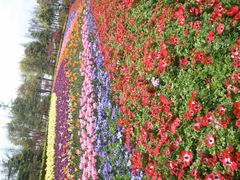 -上海鲜花港