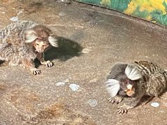 -上海大自然野生昆虫馆