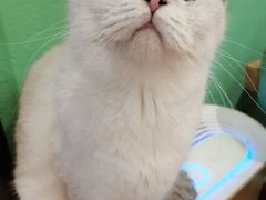 -猫色咖啡·猫咖