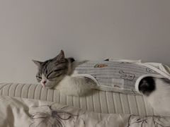 -lincat·猫舍(广州店)