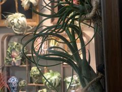 -Rabbit Cafe私房西餐甜点咖啡(栖霞路店)