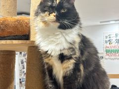 -楼上猫咖(罗湖店)