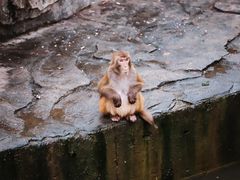 -上方山森林动物世界
