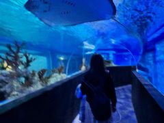 -成都浩海立方海洋公园