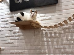-momokira米努特·德文卷毛猫·棉花面纱犬