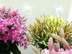 -上海鲜花港