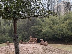 -杭州野生动物世界