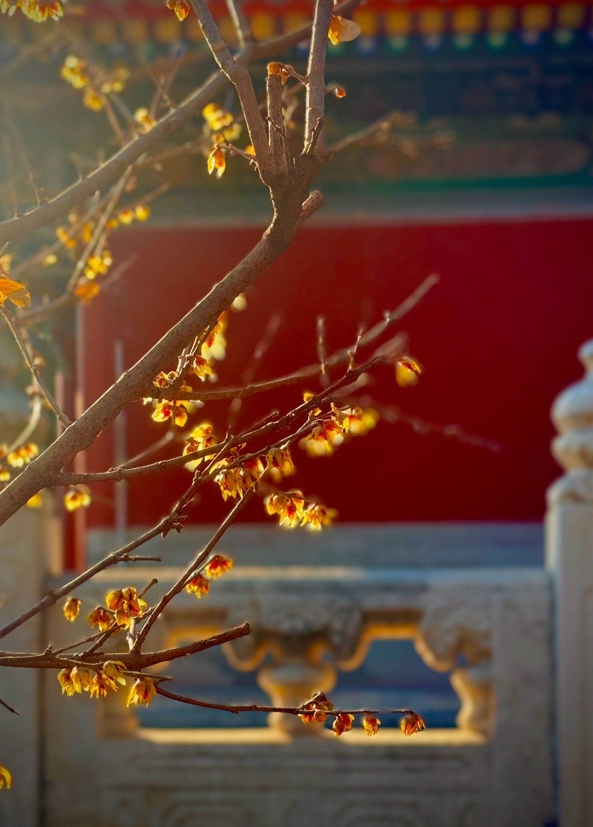 "京华第一枝"的美誉,随着春日的气息越发浓郁,京城的蜡梅花已悄然盛开