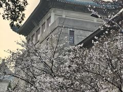 -武汉大学-樱园