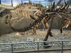 -国家自然博物馆