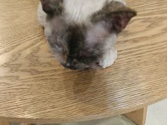 -藏猫猫咖啡主题馆(中央大道店)