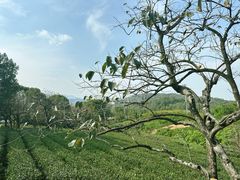 -如意山房柿子树下餐厅