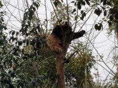 -成都大熊猫繁育研究基地