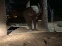-清迈夜间动物园