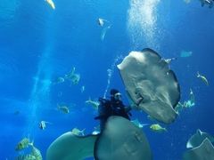 -帝企鹅自助餐厅•儿童岛•真企鹅(长隆企鹅酒店)