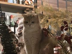 -咖法森林·咖啡  酒吧(天河店)