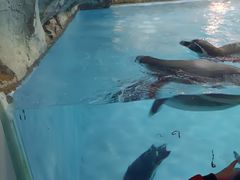 -帝企鹅自助餐厅•儿童岛•真企鹅(长隆企鹅酒店)