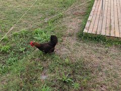 -梁子湖东篱老屋生态庄园