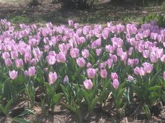 -长春公园(普阳街道)