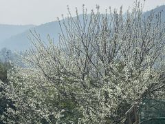 -树山生态村