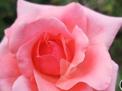 -亚龙湾国际玫瑰谷