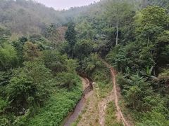 -西双版纳原始森林公园