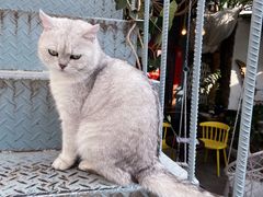 -喵屿·大理花园猫咖