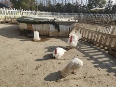 -前小桔亲子创意农场·草莓采摘·露营烧烤