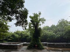 -习家池