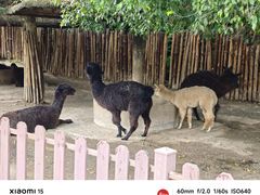 -泉州海丝野生动物世界