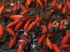 -阿斯牛牛·凉山菜(新会展店)