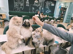 -安格丽娜·狗咖·猫咖羊驼咖(春熙路百盛商场店)