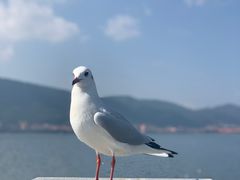 -滇池海埂公园