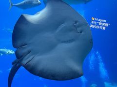 -珠海长隆海洋王国