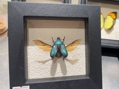 -上海昆虫博物馆