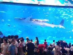 -烟台海昌鲸鲨海洋公园