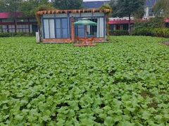 -洪湖家庭农场·团建·露营·会议