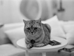 -啵啵喵·猫咖(攀华国际店)
