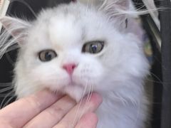 -小猫来了·猫舍(红山六九七九店)