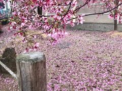 -京都御所