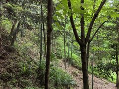 -上海佘山国家森林公园天马山园