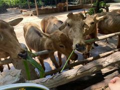 -海南热带野生动植物园